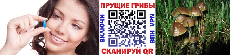 Галлюциногенные грибы Psilocybe  Озёры 